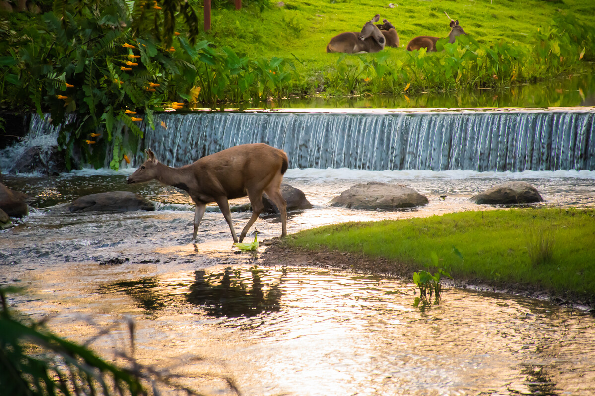Gavi | Kambam | Thekkady
